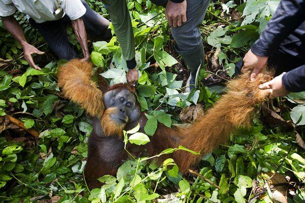 Orangutan Tewas Setelah Ditangkap Warga | :(