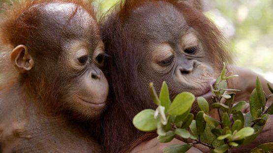 Orangutan Tewas Setelah Ditangkap Warga | :(