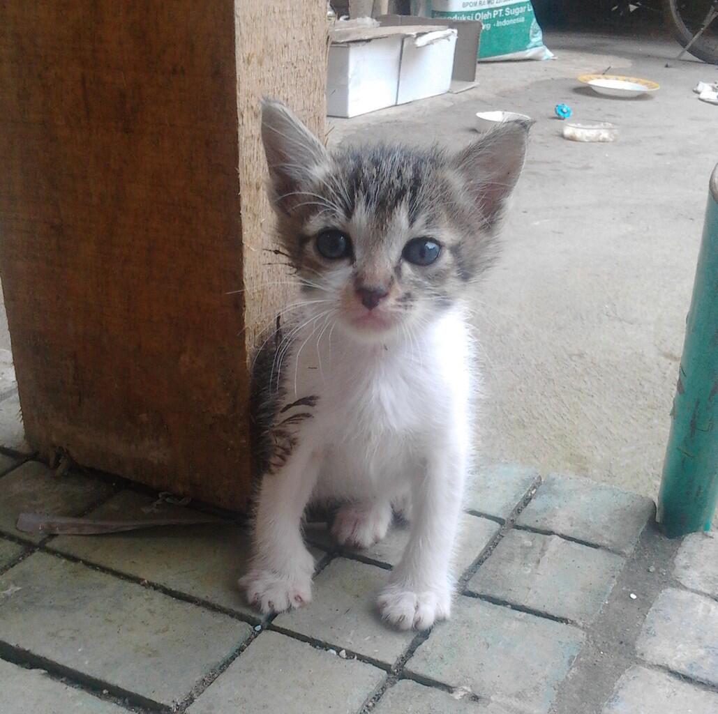 MENGENAL KUCING KAMPUNG DARI WARNANYA