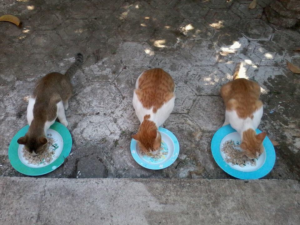 &#91;Cat Lovers&#93; Kucing Kampung is the Best