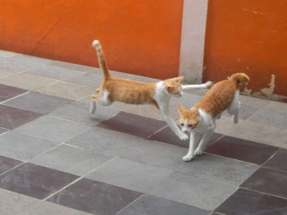 &#91;Cat Lovers&#93; Kucing Kampung is the Best