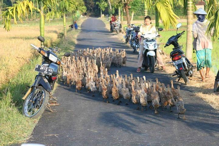 SAVE PEJALAN KAKI DAN TROTOAR