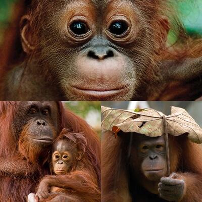 KEMANA HATI DAN PIKIRAN KALIAN? SAVE ANIMALS FOR BETTER WORLD!!