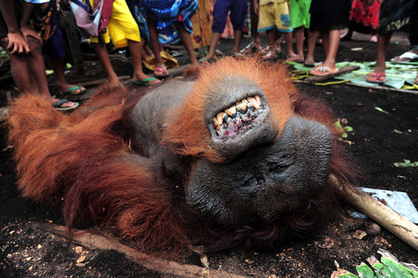 Masuk Kebun Warga, Ditangkap, Orangutan Kalimantan Tewas