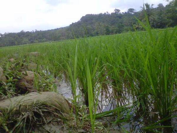 MENGABADIKAN FOTO KEINDAHAN ALAM ( kampung ane )