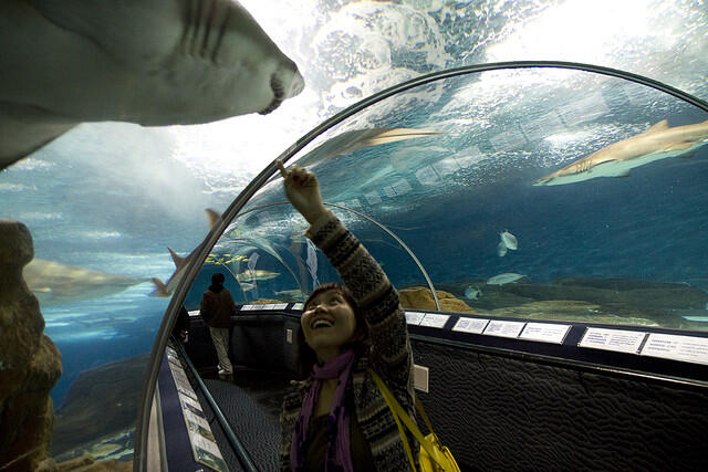 10 Aquarium Terbesar di Dunia.