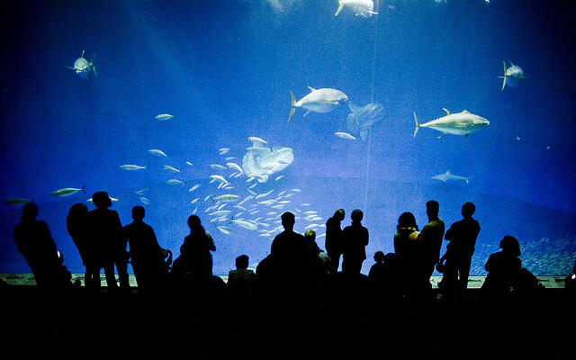 10 Aquarium Terbesar di Dunia.