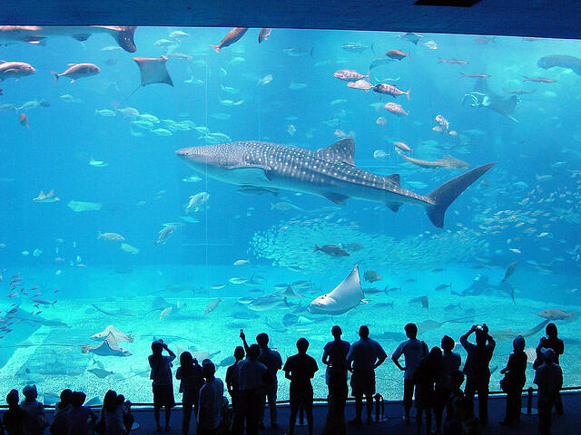 10 Aquarium Terbesar di Dunia.