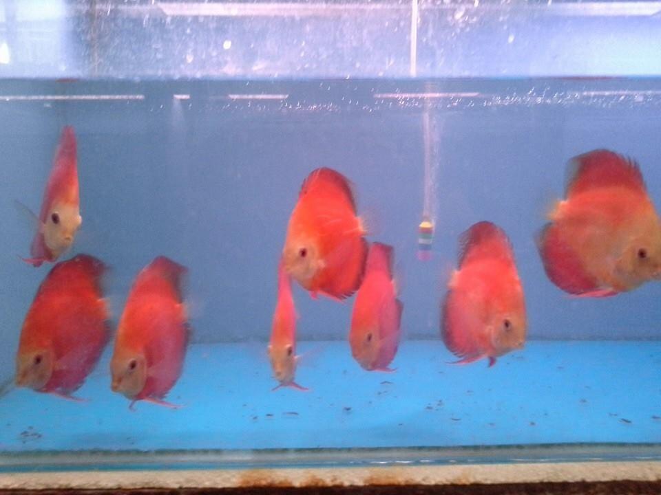 Terjual Discus House, peternakan ikan diskus berkualitas, harga