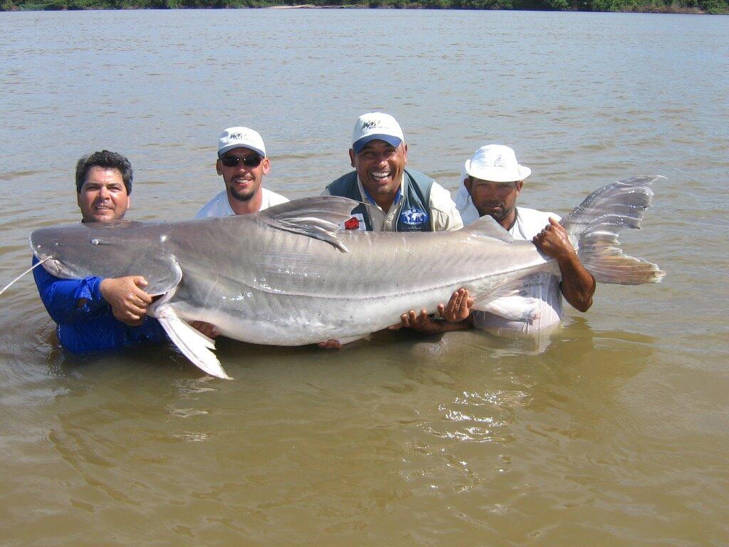 10 Ikan Monster Paling Menyeramkan