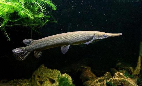 10 Ikan Monster Paling Menyeramkan