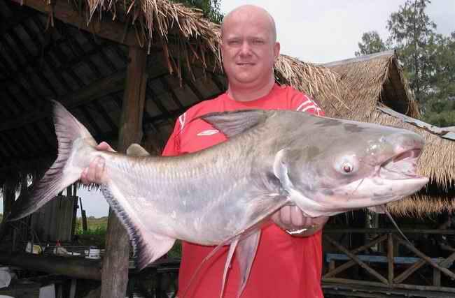 10 Ikan Monster Paling Menyeramkan