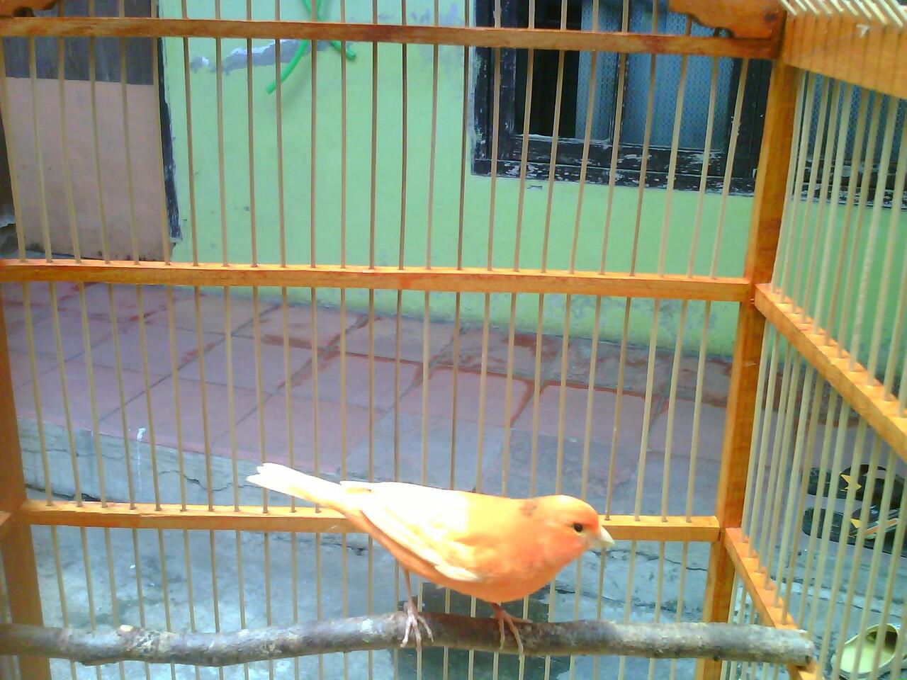 Kenari Vektor U 6 bln
