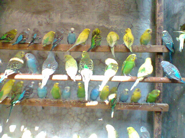 Parkit Murah