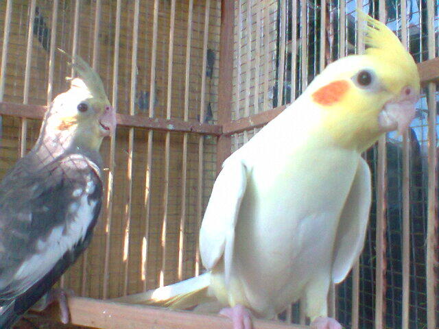 Parkit Murah