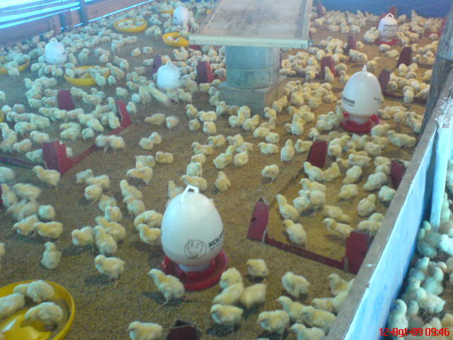 ayam kampus di Indonesia