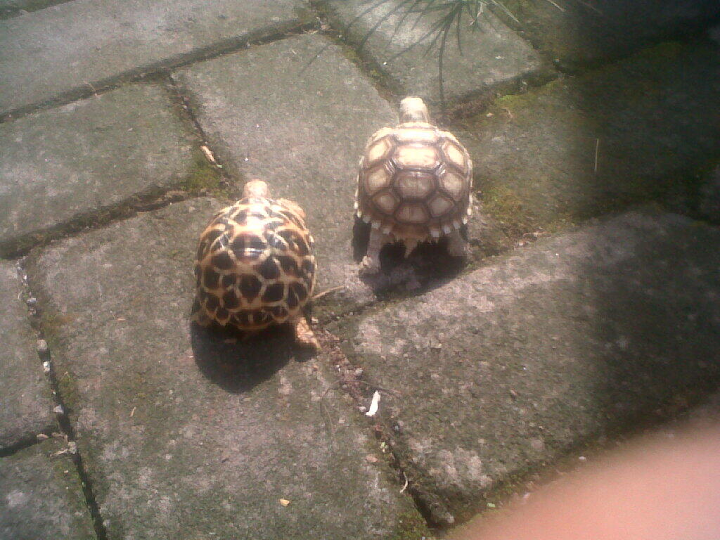 sulcata dan indian star semarang only COD