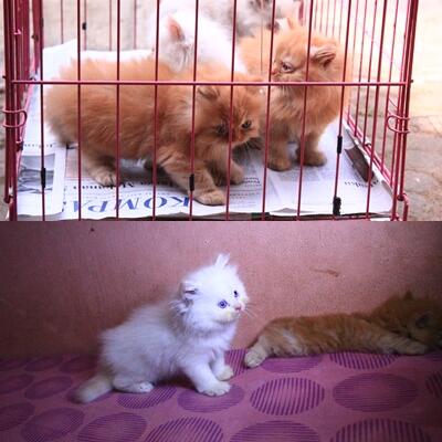 Ready Adopt Kitten-Kitten Persia Medium Jantan ( Purwakarta )