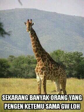 jwerafah curhat