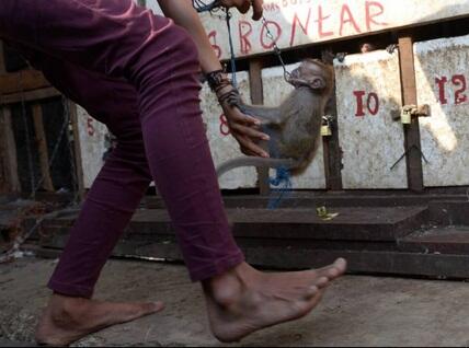 Penjara Topeng Monyet di Belantara Jakarta &#91;:berdukaskasian:berdukas&#93;