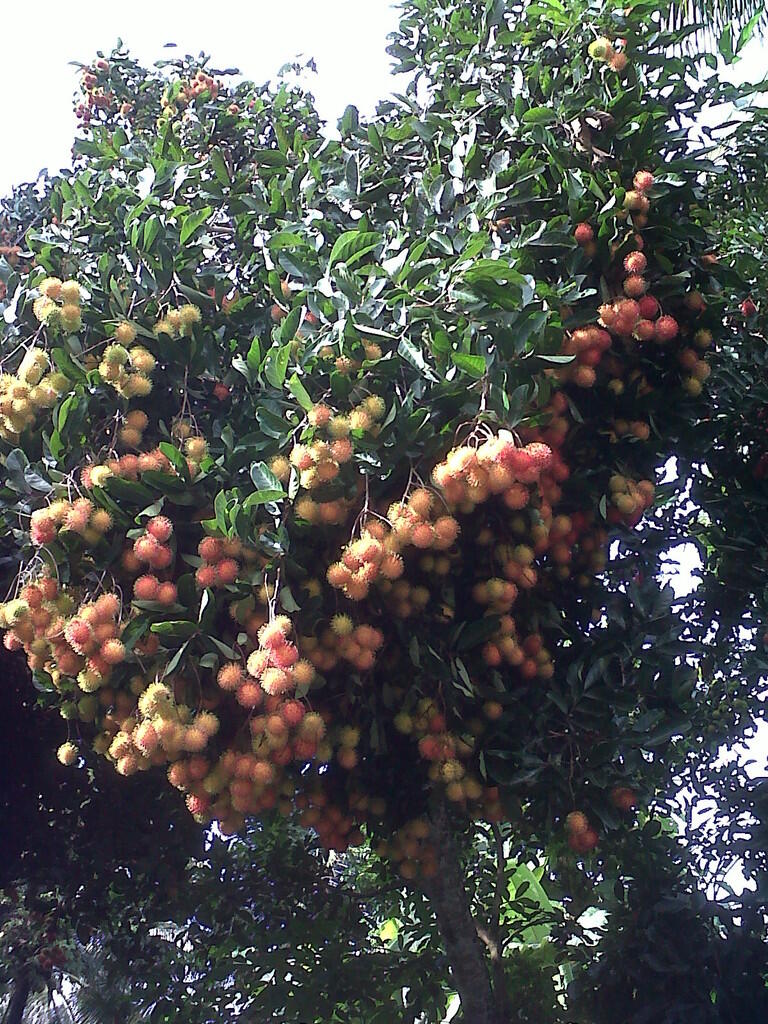 Agan/Aganwati Ada yang mau bantuin ane panen buah ini ?