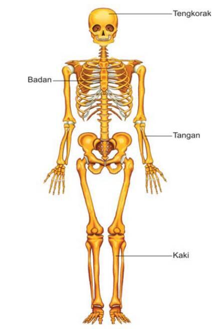 Fakta Tentang Tubuh Yang Belum Kamu Ketahui