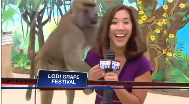 Monyet Pegang TOKET Reporter.. KOCAK BANGET GAN 