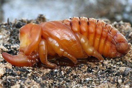 Indonesia Beetle Lovers