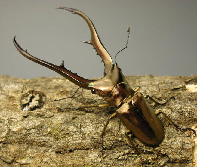 Indonesia Beetle Lovers