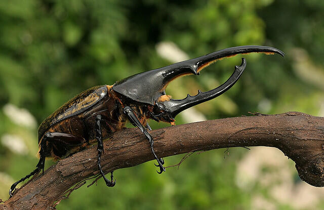 Indonesia Beetle Lovers