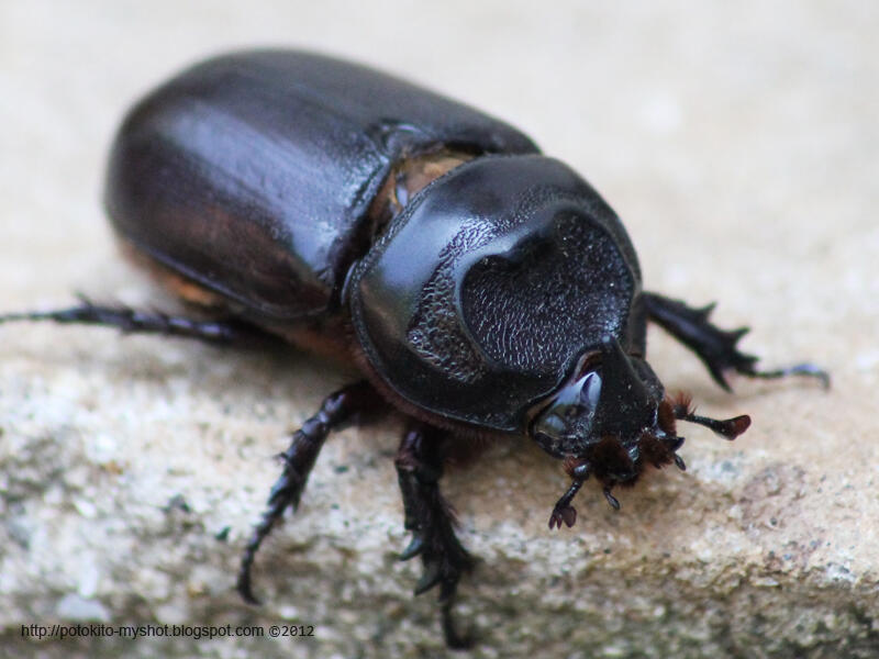 Indonesia Beetle Lovers