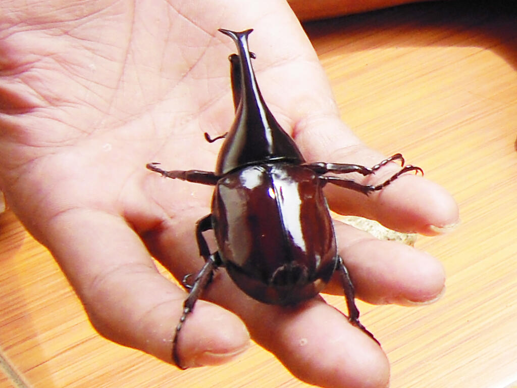Indonesia Beetle Lovers
