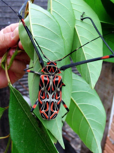 Indonesia Beetle Lovers