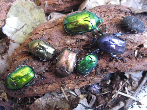 Indonesia Beetle Lovers