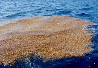 Misteri Laut Sargasso (segitiga bermuda) dari majalah Bobo