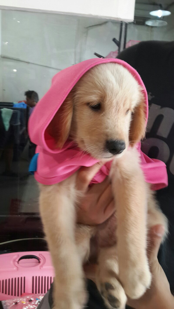 dijual puppy golden retriver,murah agan