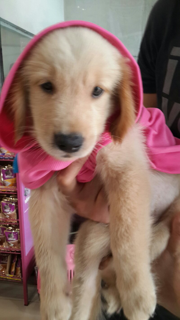 dijual puppy golden retriver,murah agan