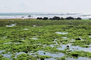 WOW!!! Pantai ''Tiga Warna'' di BANYUWANGI (++Pic)