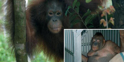  Kisah Malang Pony, Orangutan Yang Dijadikan Pelacur