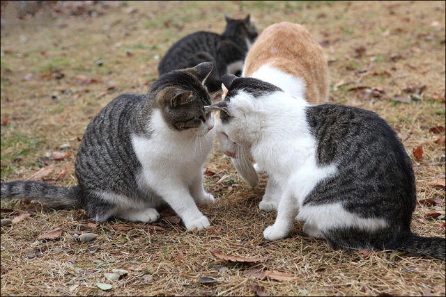 Kucing Kalo Lagi Cemburuan (gak ngakak ane rela dikimpoi Vicky Shu)