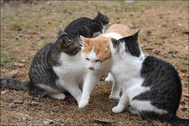 Kucing Kalo Lagi Cemburuan (gak ngakak ane rela dikimpoi Vicky Shu)