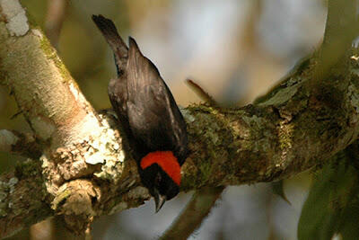 Mengenal Weaver Bird - Sang Arsitek Alam Liar