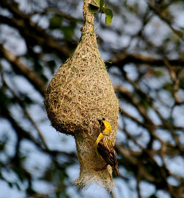 Mengenal Weaver Bird - Sang Arsitek Alam Liar