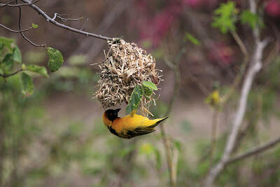 Mengenal Weaver Bird - Sang Arsitek Alam Liar