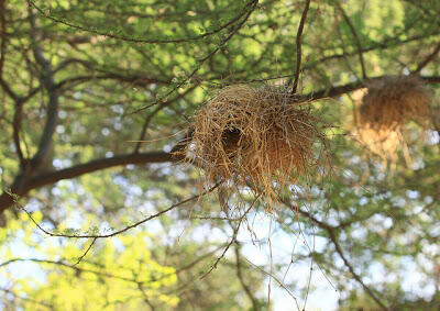 Mengenal Weaver Bird - Sang Arsitek Alam Liar