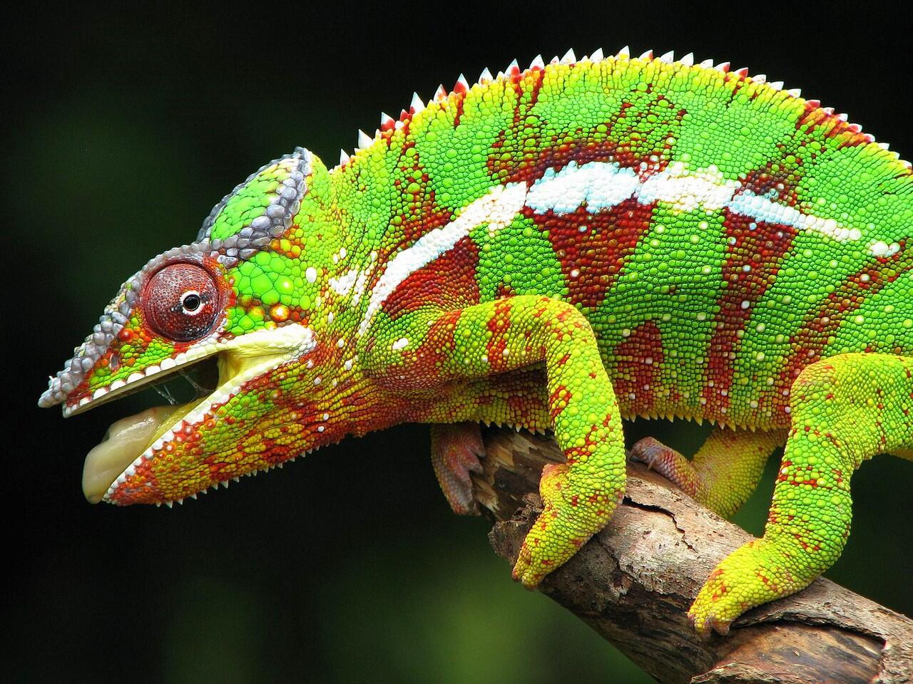 HEWAN - HEWAN YANG KEREN GAN.(RUGI GA LIHAT)