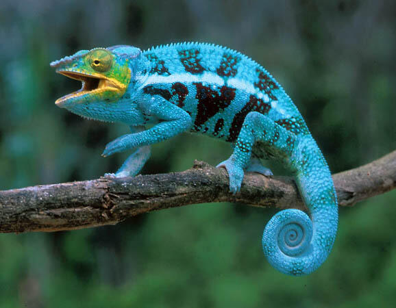 HEWAN - HEWAN YANG KEREN GAN.(RUGI GA LIHAT)