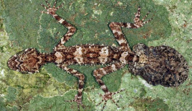 Ditemukan 'Dunia yang Hilang' di Hutan Hujan Australia WOW !