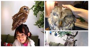 di jepan ada kafe burung hantu