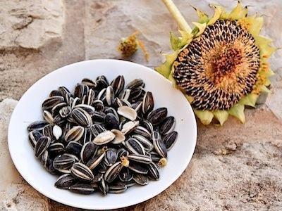 Inilah 5 Alasan Mengapa Kuwaci Menjadi Cemilan Yang Baik Untuk Wanita